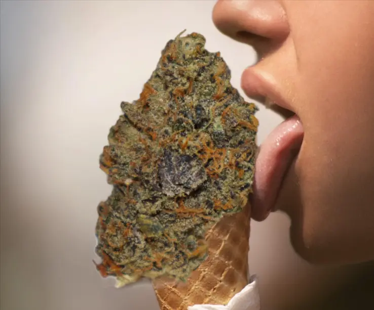Ice Cream Cake Strain: Origin, THC & CBD levels, Effects, Cultivation, Yield and Tips
